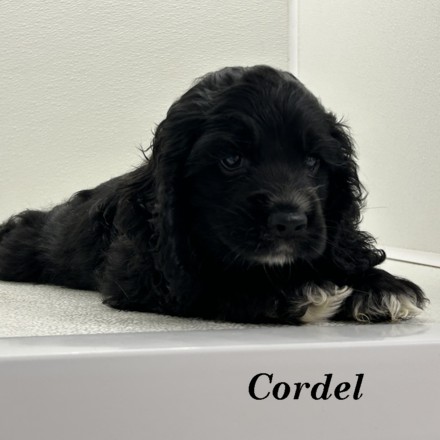 puppy, for, sale, Cocker Spaniel, Joe & Cherri  Overlease, dog, breeder, Miller, MO, dog-breeder, puppy-for-sale, forsale, nearby, find, puppyfind, locator, puppylocator, aca